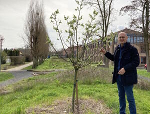 Bürgermeister Karl Dieter Wünstel steht neben einem jungen Baum auf der gestalteten Fläche neben der Verbandsgemeindeverwaltung.